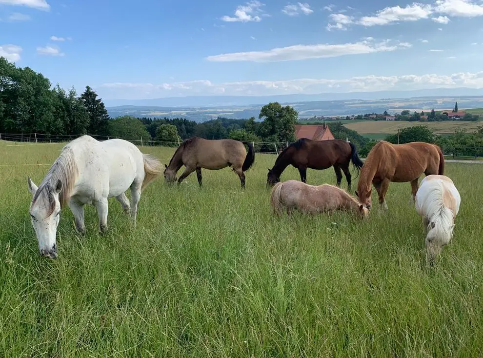 Französisches Zwischenjahr mit Pferden im Kanton Waadt
