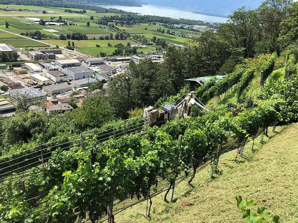 Rebberggrundstück / Vigneto