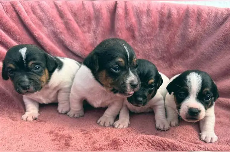 Jack-Russell-Terrier-Welpen _ reingezogen - kurzbeinig