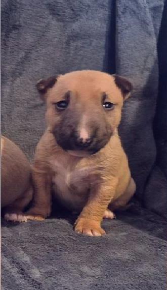 Miniatur bullterrier welpen mit Ahnentafel