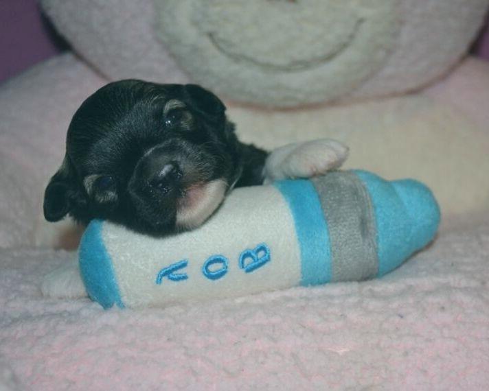 Die Löwchen Welpen sind geboren (ähnlich Bolonka, Havaneser, Bichon) mit VDH/FCI Papiere