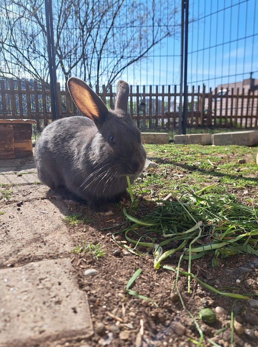 Suchen für unser Kaninchen ein schönes zuhause