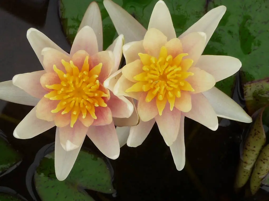 Seerose Teichpflanze Nymphaea "Paul Hariot"