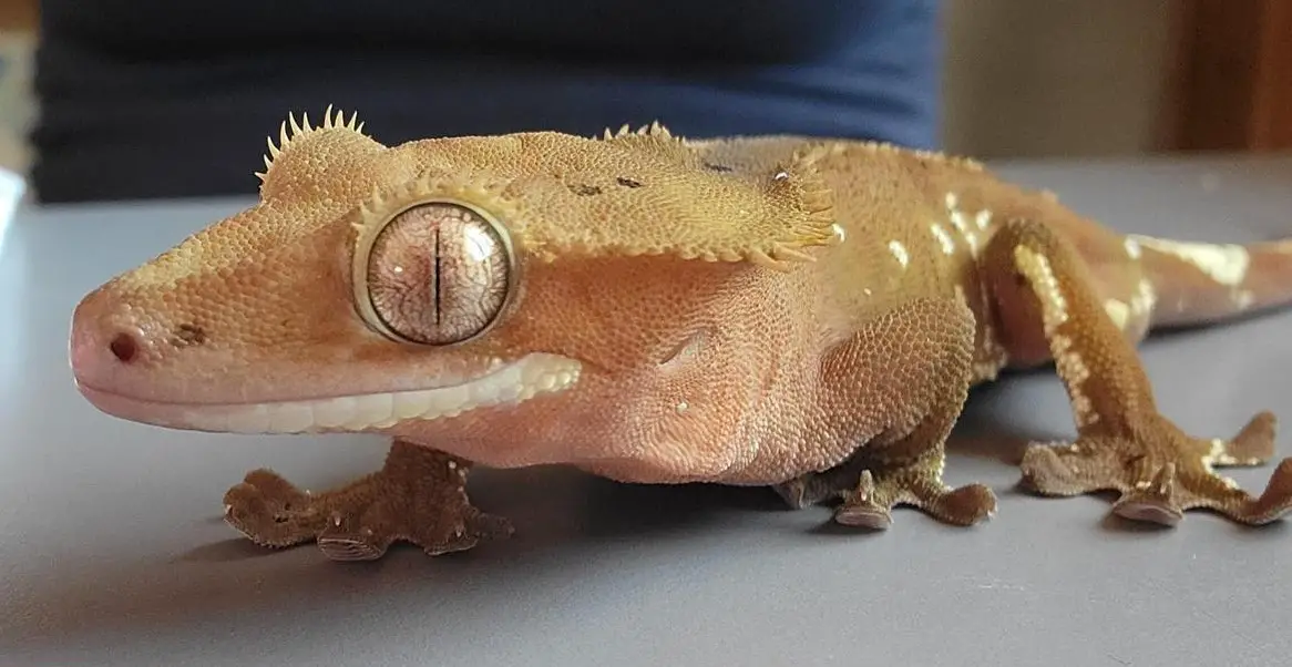 Kronengecko Männchen, red white Portholes