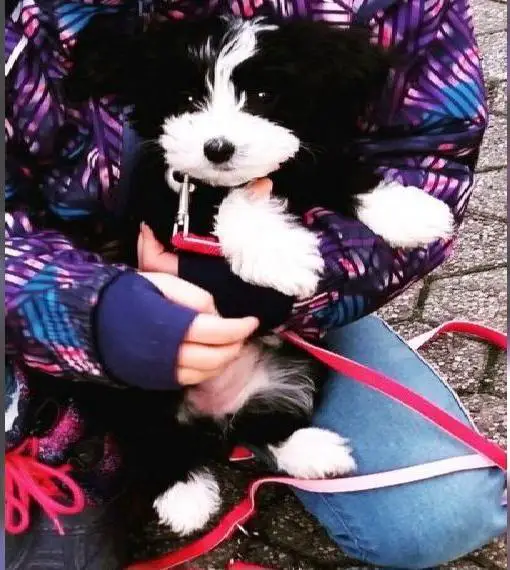 Havapoo Welpen Wurfankündigung