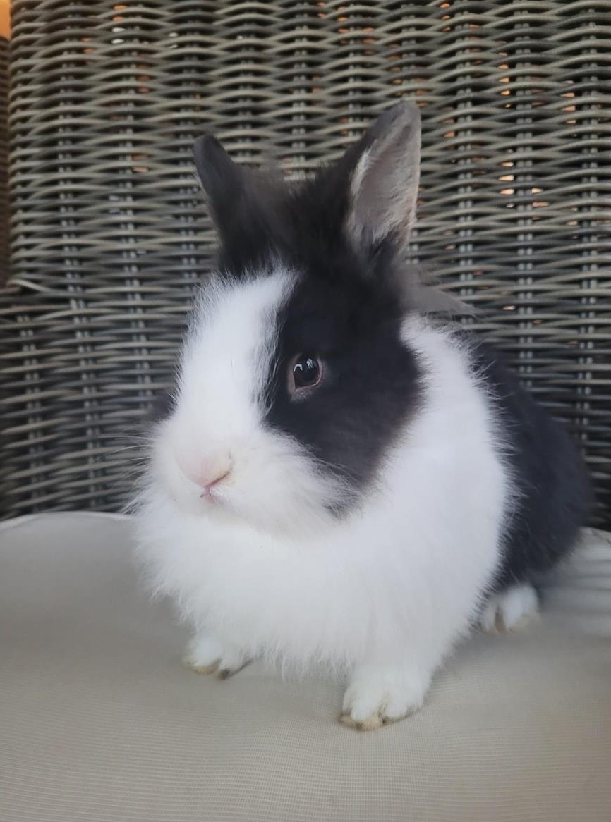 Farbenzwerg Deckböckli, Teddyvererber