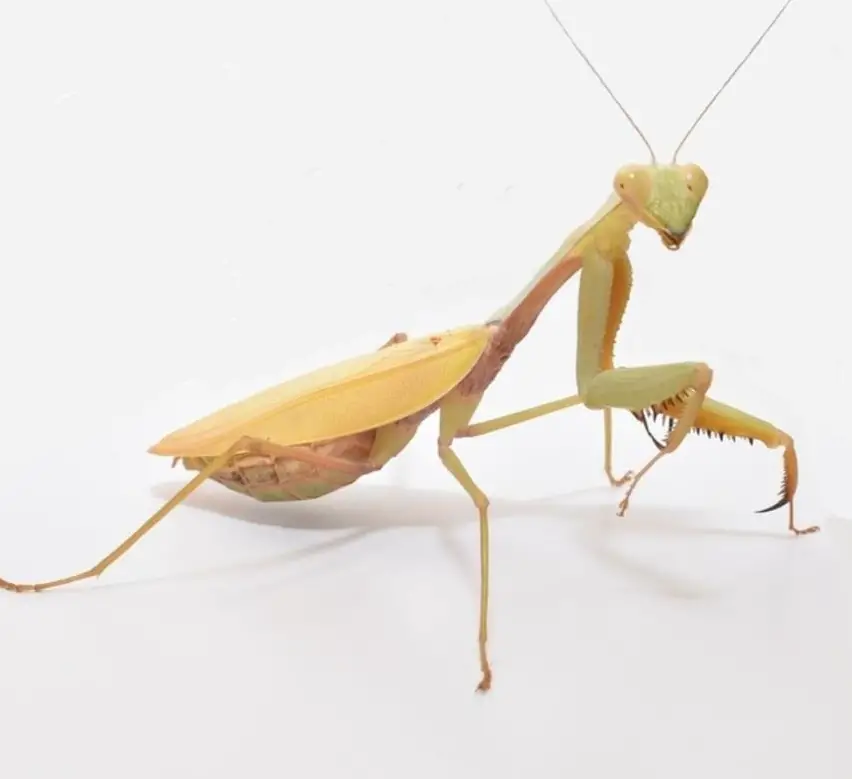 Hierodula venosa, Goldene Riesengottesanbeterin