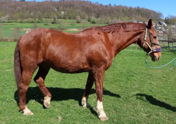 Gutmütiger, gesunder Senior zu verkaufen