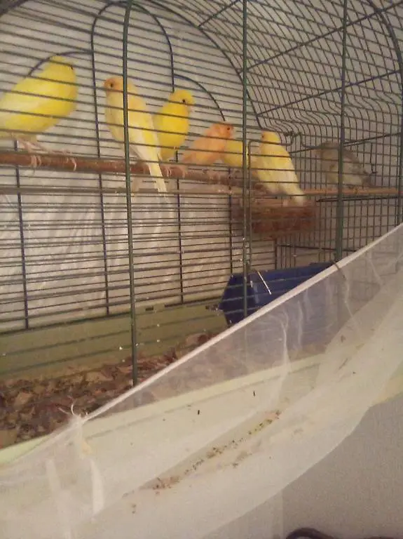 5 Schöne Canarien Vögel