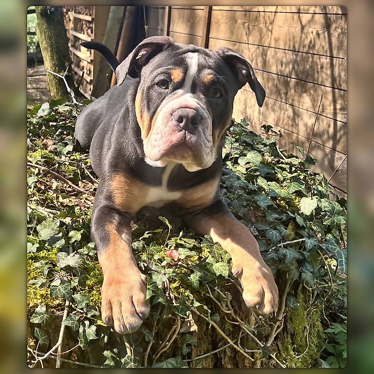 Old English Bulldog Welpen mit Stammbaum