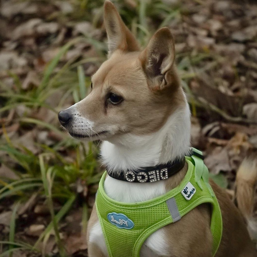 Rüde Diego sucht ländliches und hundeerfahrenes Zuhause