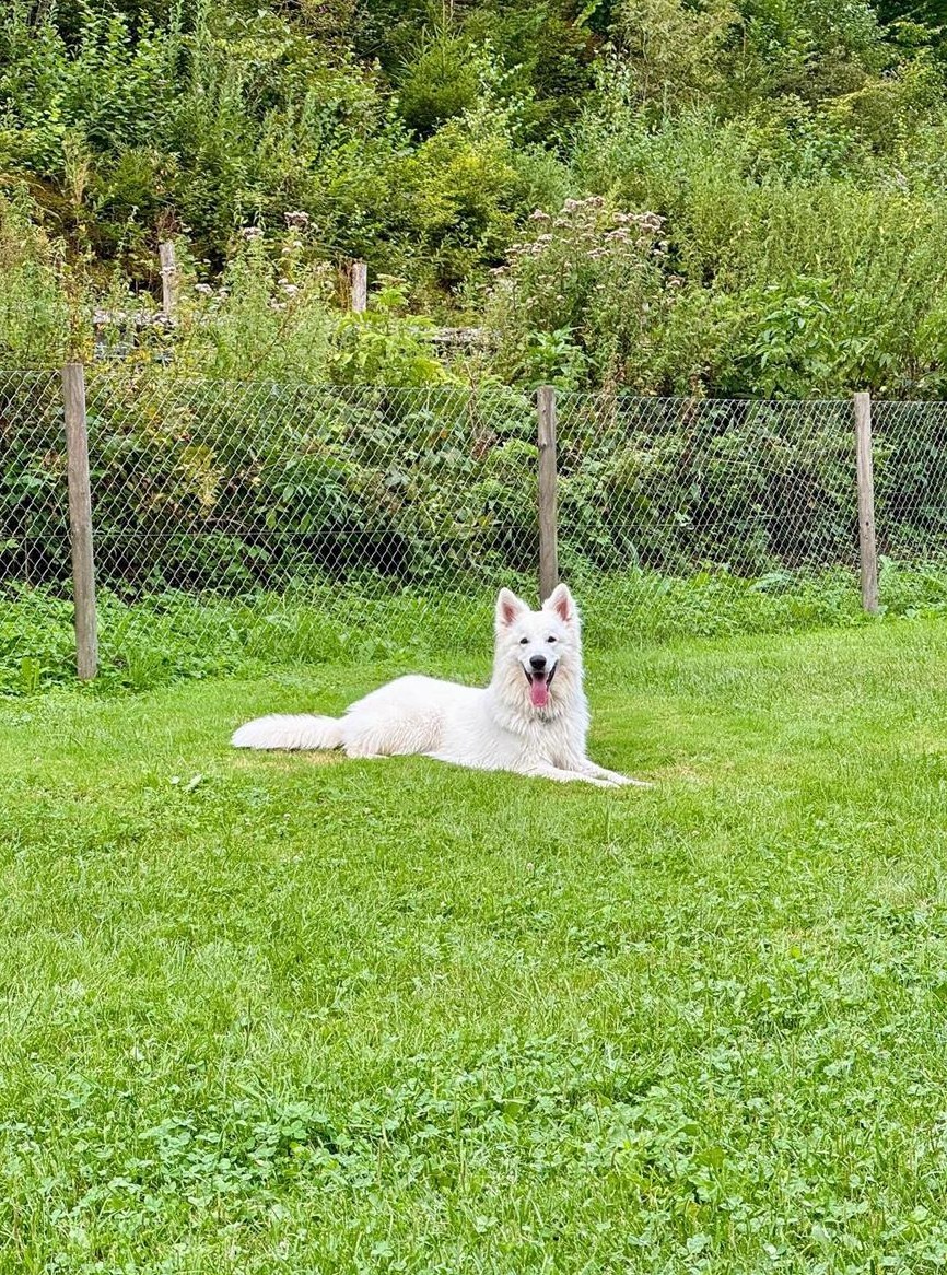 Weisser Schweizer Schäferhund Rüde, 2-jährig sucht ein Zuhause
