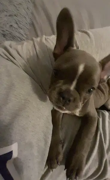 Französische Bulldogge Welpe, Hündin