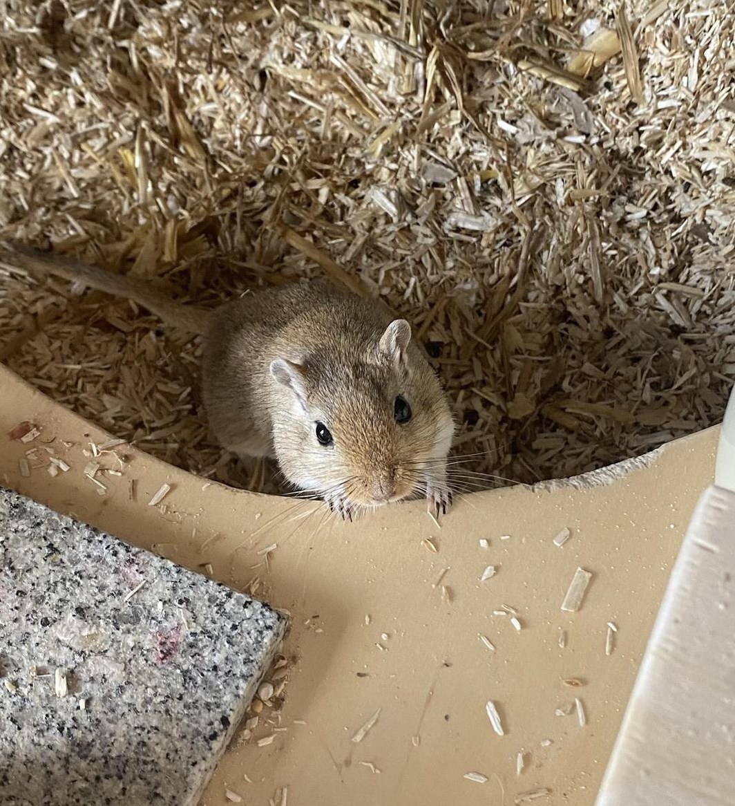 Rennmaus Männchen Winnie abzugeben