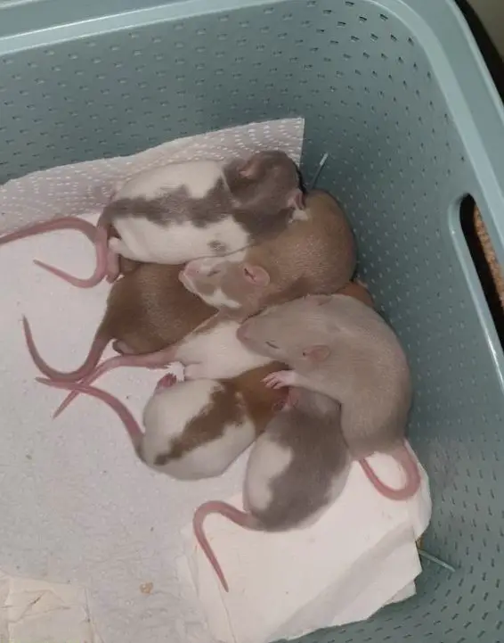 Junge Rattenbabys, sehr handzahm zu verkaufen