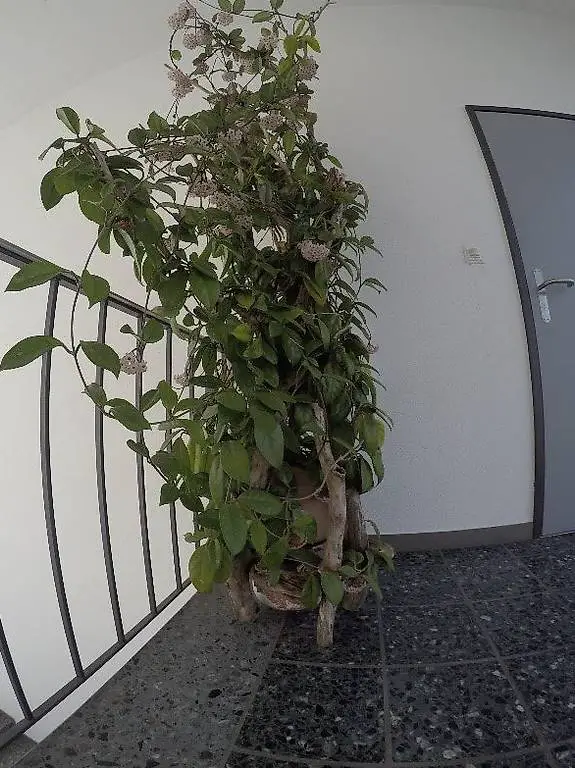 Hoya-Mutterpflanze aktuell mit über 70 Blüten