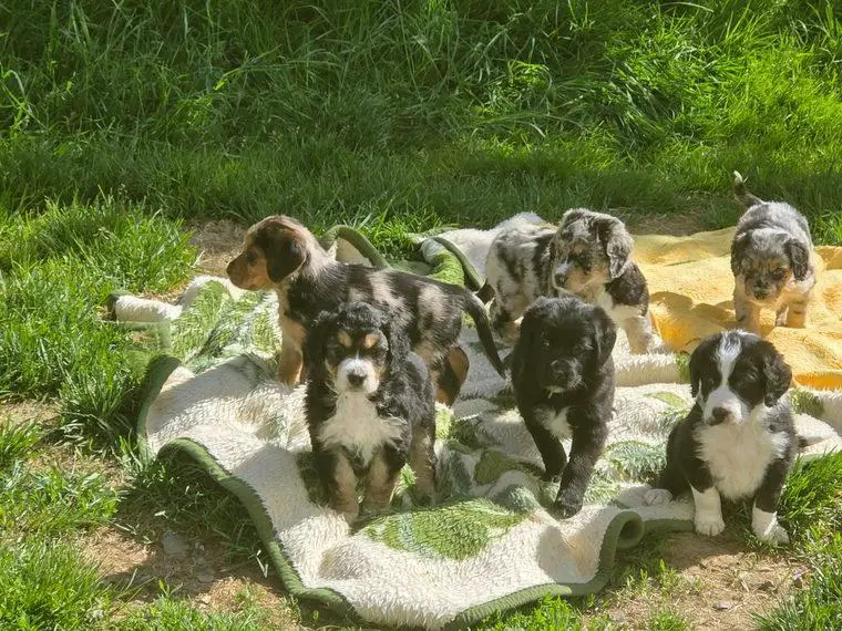 Schäcolie abzugeben Schäferhund x Cocker x Borded Collie