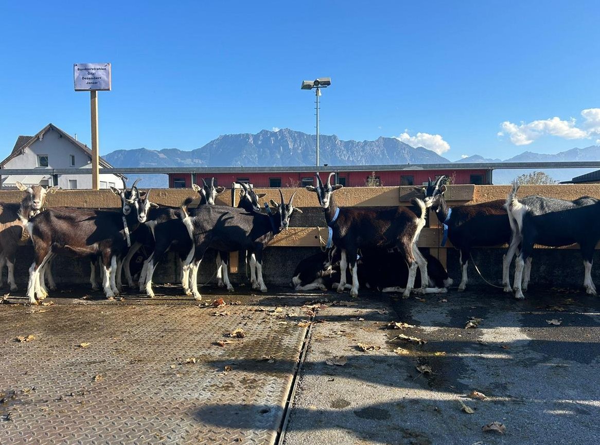 Top Bündner Strahlen Zucht Ziegen + Jung Ziegen