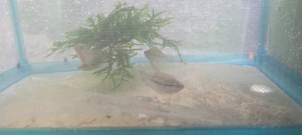 6 Gourami grogneur nain, trichopsis pumila.