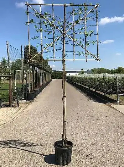 Amberbaum Hochstamm Spalier