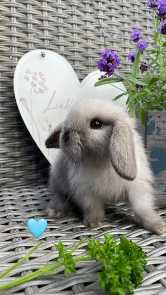 Minilop Zwergwidder Kaninchen Baby