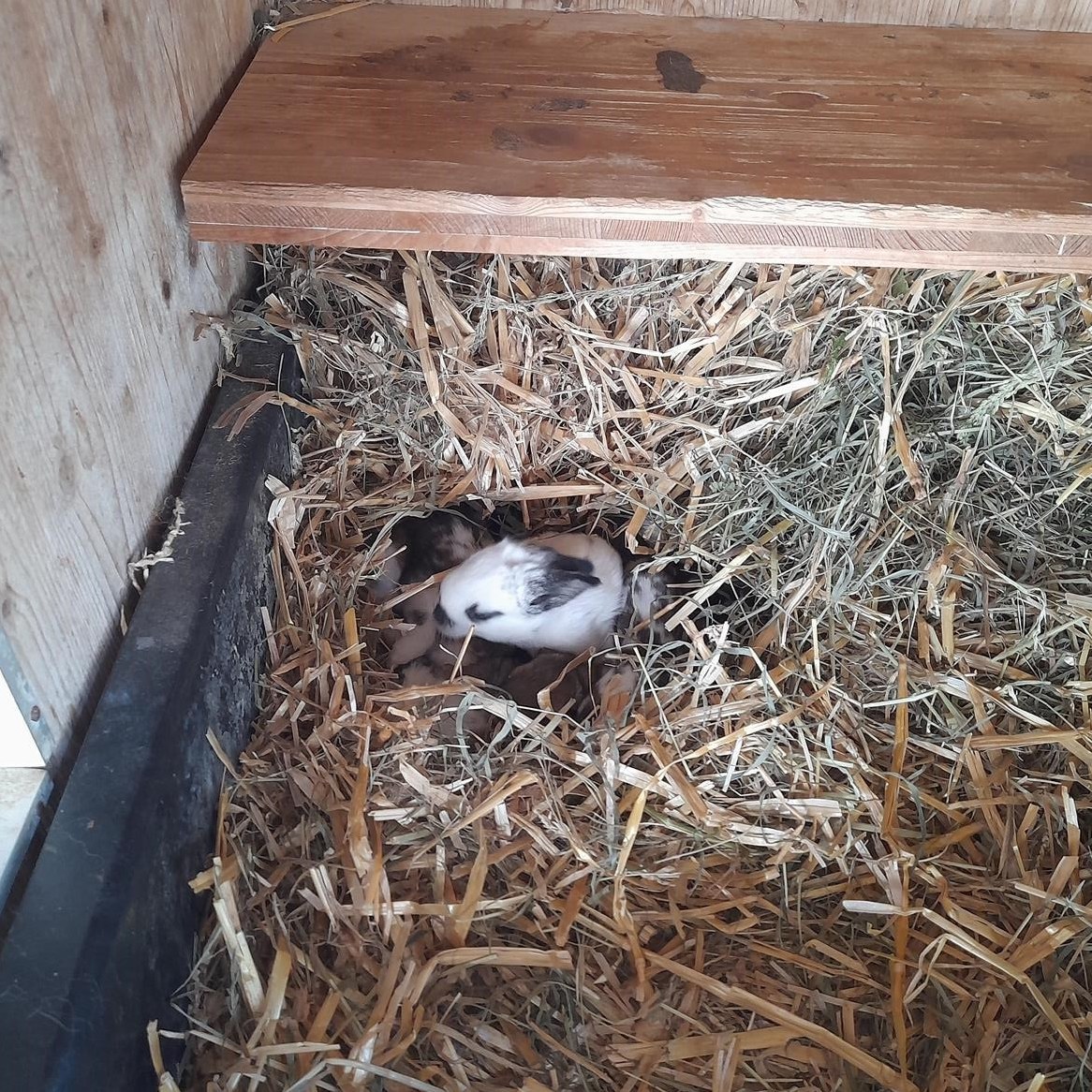 Junge Französische Widder Kaninchen