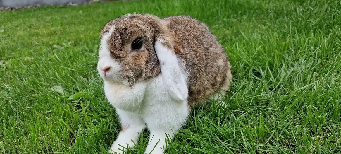 Zwergwidder Weibchen sucht einen Lebensplatz