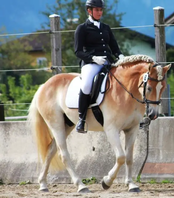 Tiroler Haflinger Wallach zu verkaufen