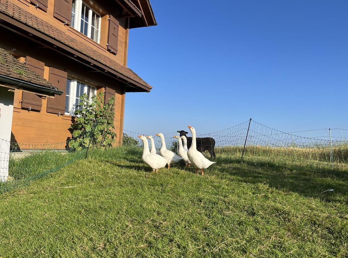 3 weibliche Diepholzer Gänse