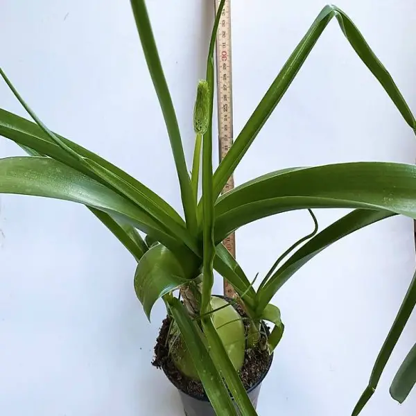 Meerzwiebel / Heilzwiebel (Ornithogalum caudatum)