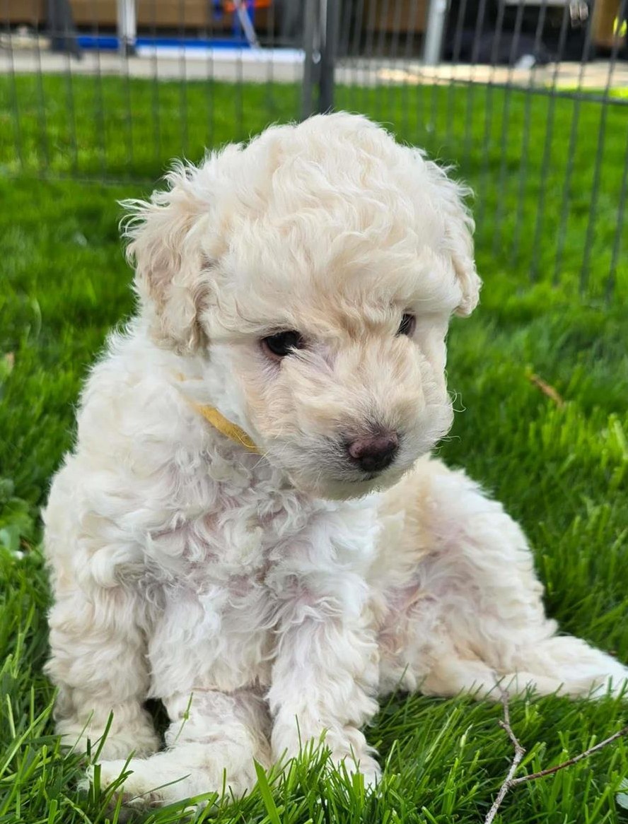Weisse Zwergpudel Welpen, weiblich