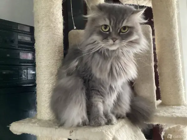 Verkaufe Perser Katze