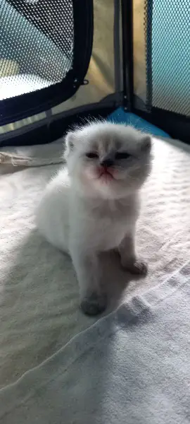 Britisch-Kurzhaar Kitten Wurf