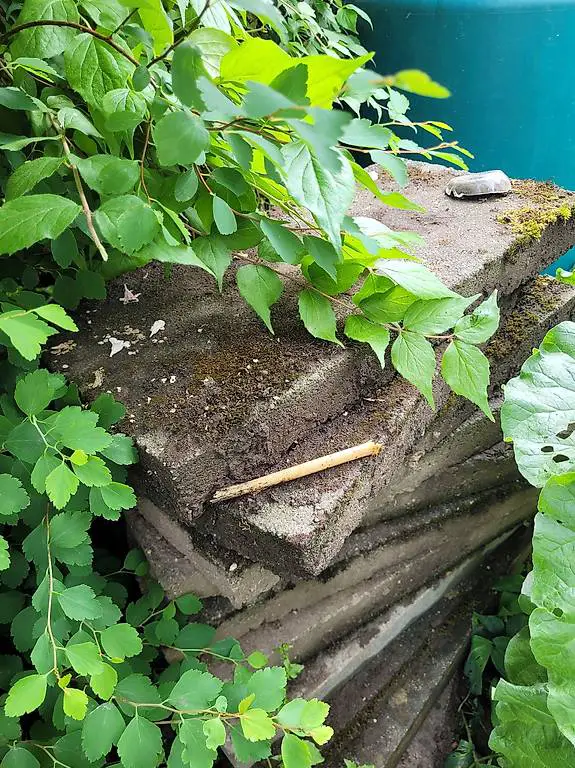 Gartenplatten 25x50cm