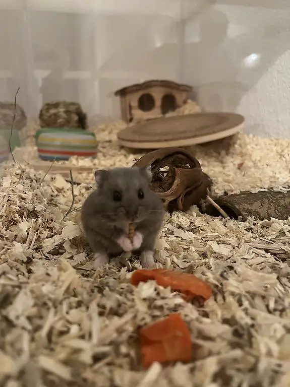 Zwerghamster (Familie)