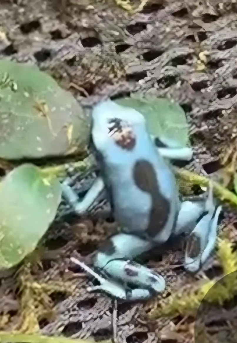 Dendrobates auratus El Copé zu verkaufen