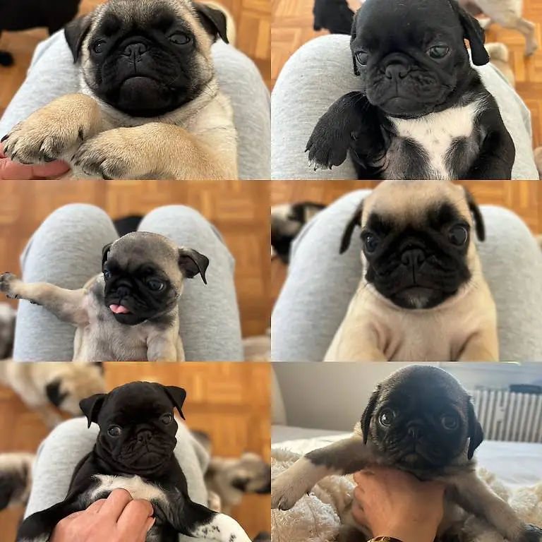 Cuccioli di Carlino, Mopswelpen. 0764664685