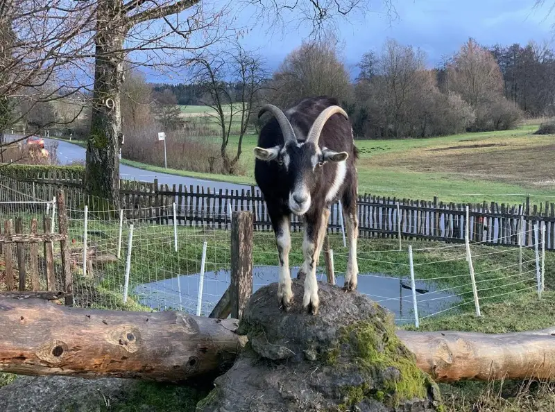 Bündner Strahlenziegen Bock, sehr zutraulich