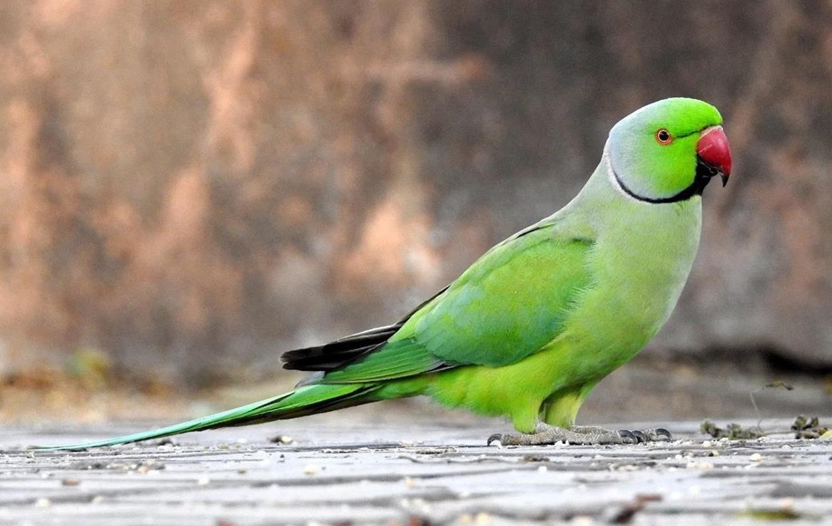 Diverse Halsbandsittiche und Volieren zu verkaufen