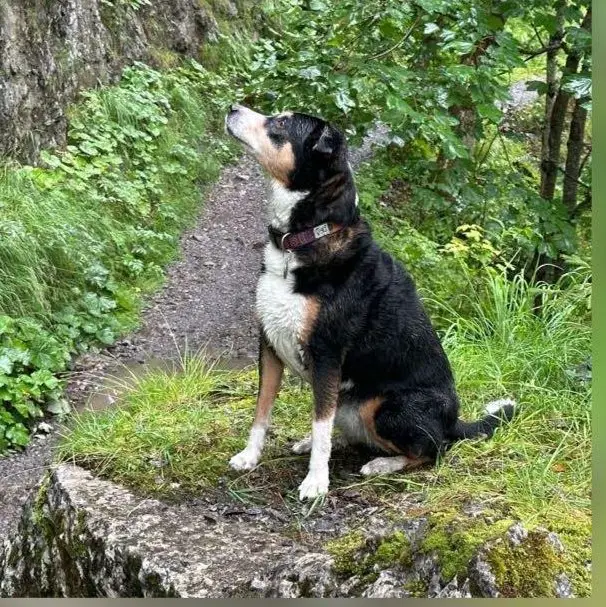 Dogsitter aus Veltheim AG bietet zuverlässig Betreuung