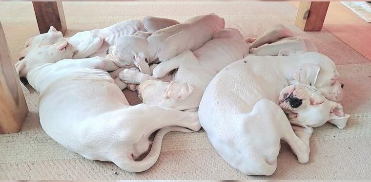 Boxerwelpen suchen für immer Zuhause