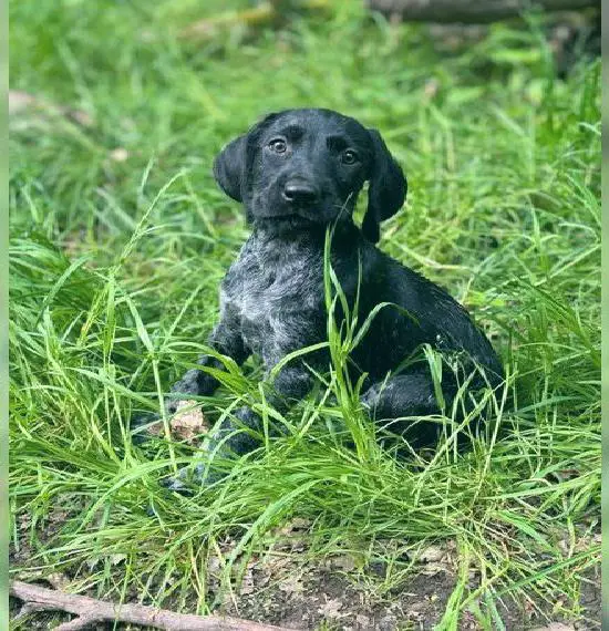 Deutsch Drahthaar Welpen