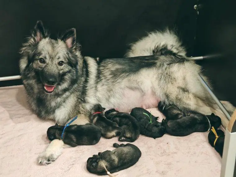 Wolfsspitz Welpen