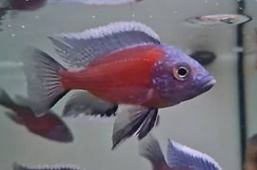 Malawi barsche fische