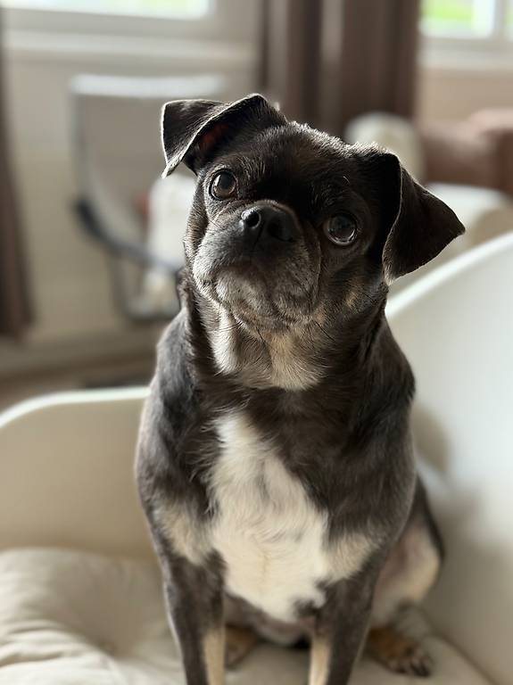 Praktikumstelle Tierbetreuer FBA per sofort