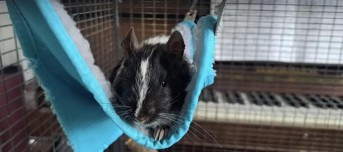 4 männliche Degus suchen ein neues Zuhause