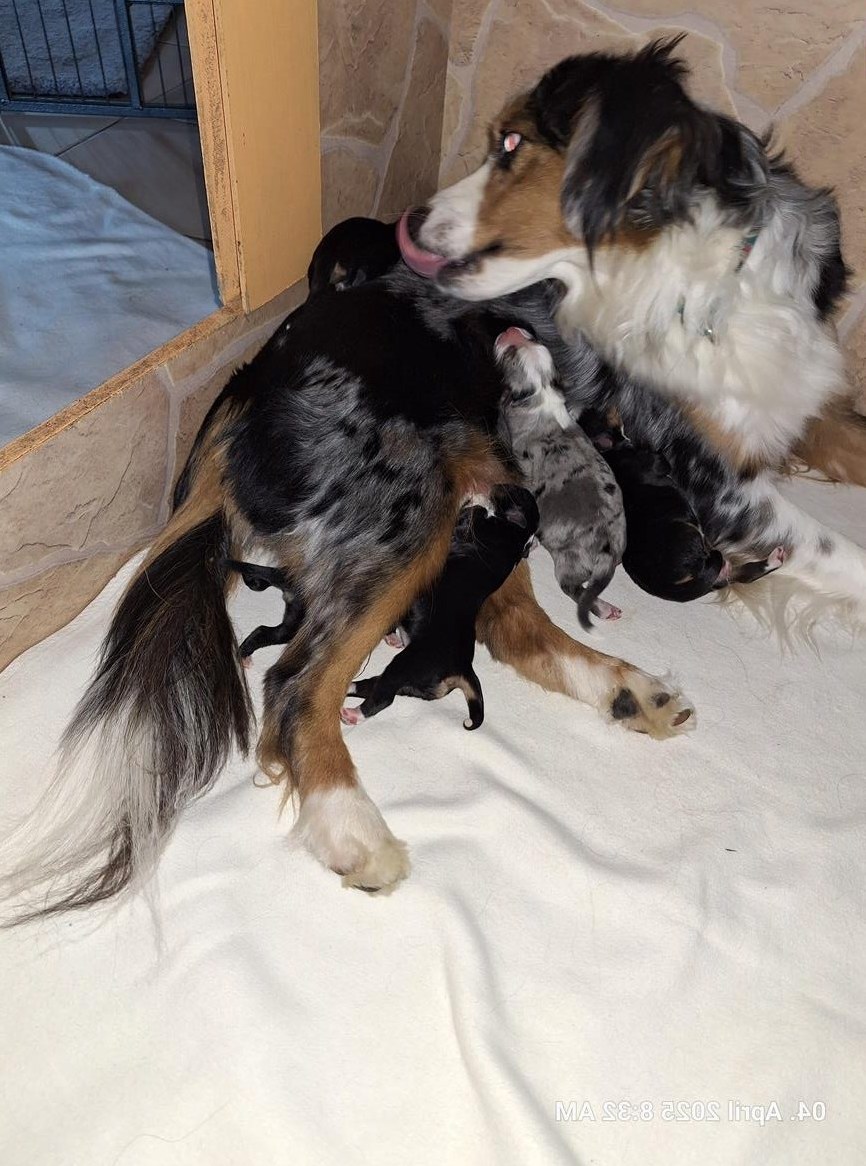 Miniature Australian Shepherd Welpen