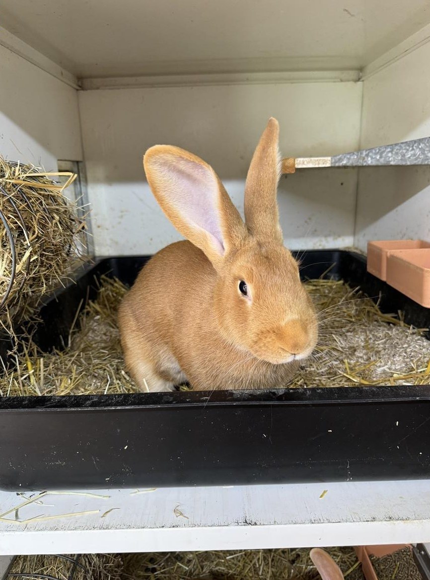 Reinrassige Burgunder Zibbe mit 4 jungen Kaninchen