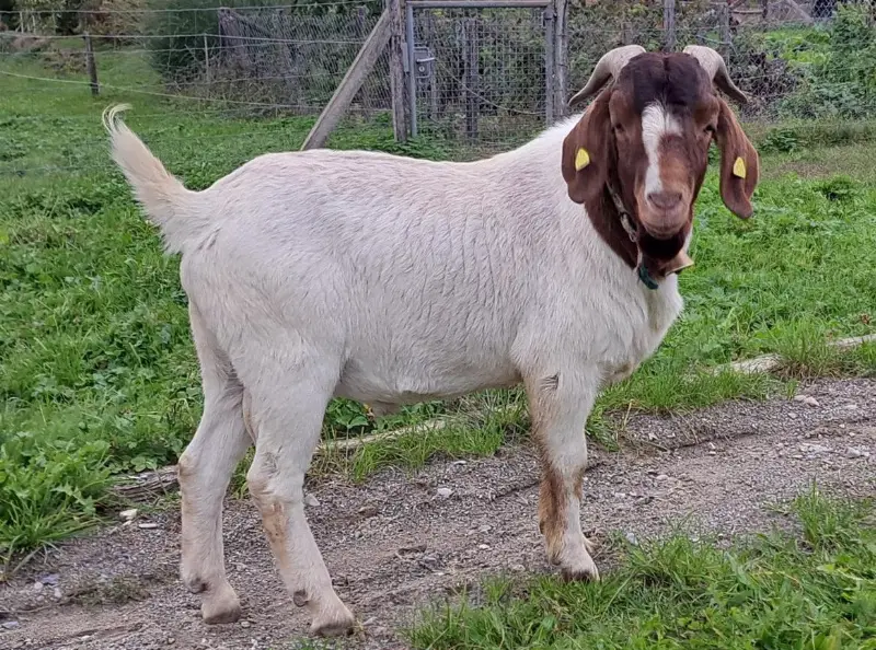 Zahmer Burenziegen Bock, 1½-jährig