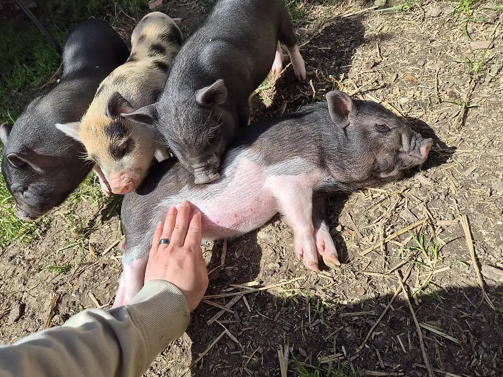 Zwei Minipig Mädels suchen noch ihr Zuhazse